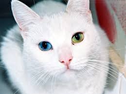 白猫プロジェクト